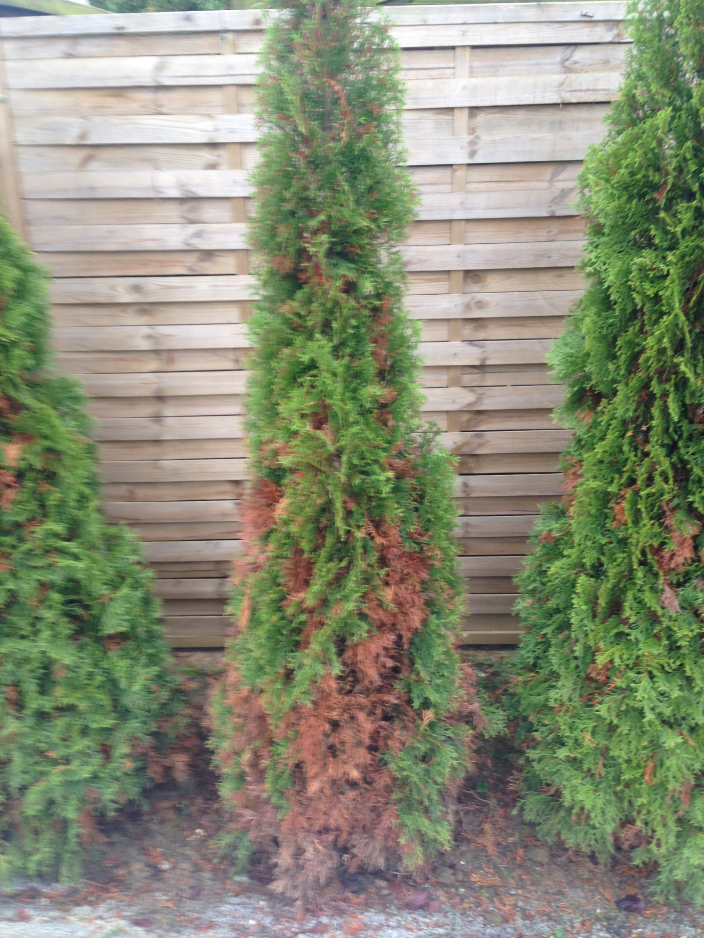Läuse in Thuja Brabant und Smaragd